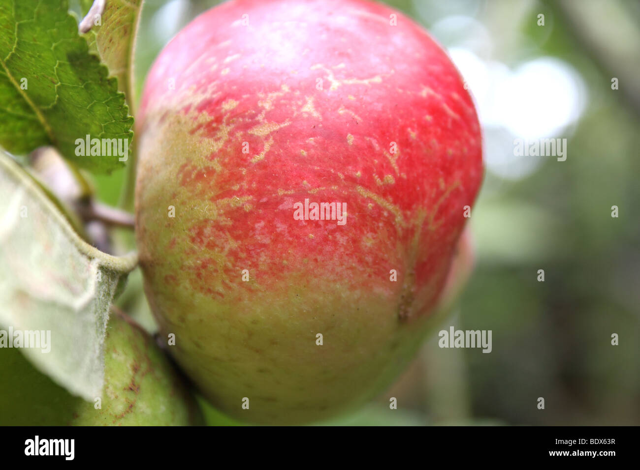 Pomme mûre poussant sur un arbre Banque D'Images