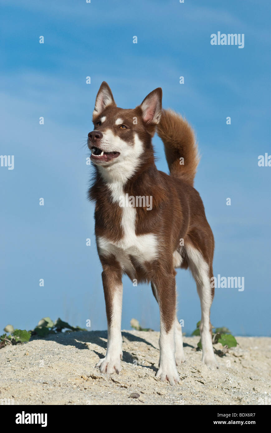 Chien de Lapponian Herder, Lapinporokoira ou Lapp Reinner debout sur une dune de sable Banque D'Images