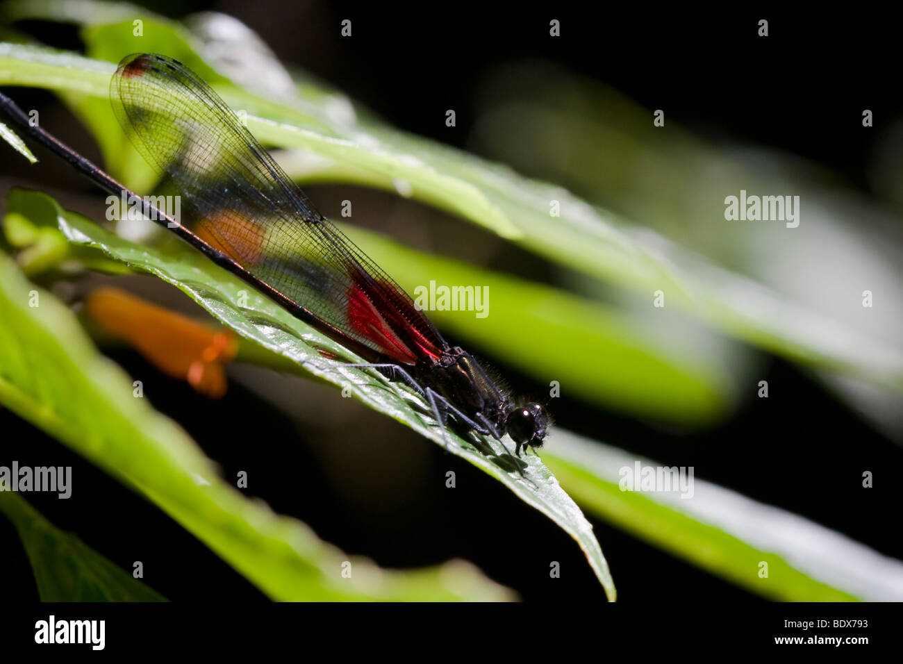 Une libellule, ordre des odonates, sous-ordre Zygoptera. Photographié dans les montagnes du Costa Rica. Banque D'Images
