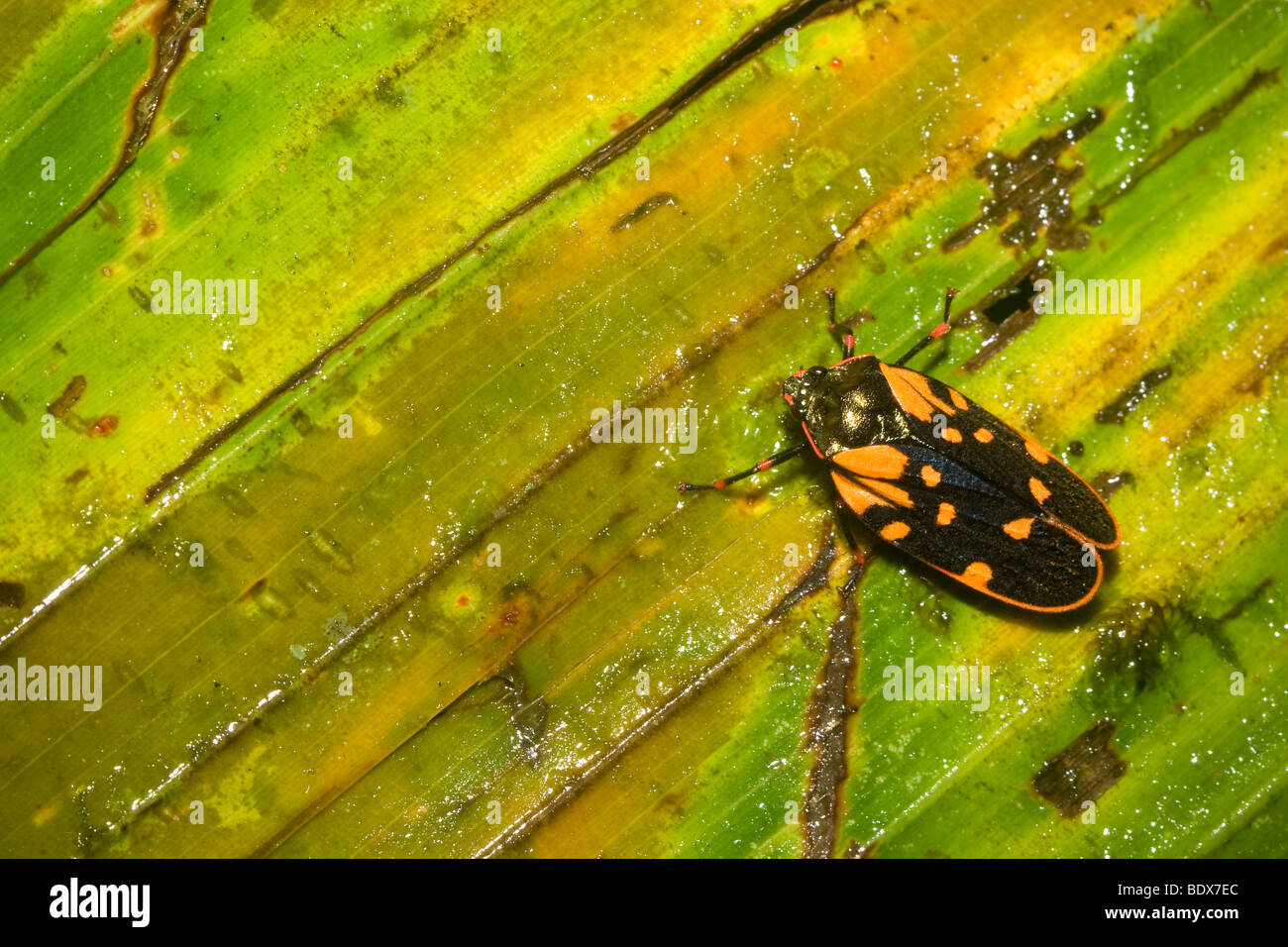 Froghopper Tropical, l'ordre des Hémiptères, de la famille Cercopidae. Photographié au Costa Rica. Banque D'Images