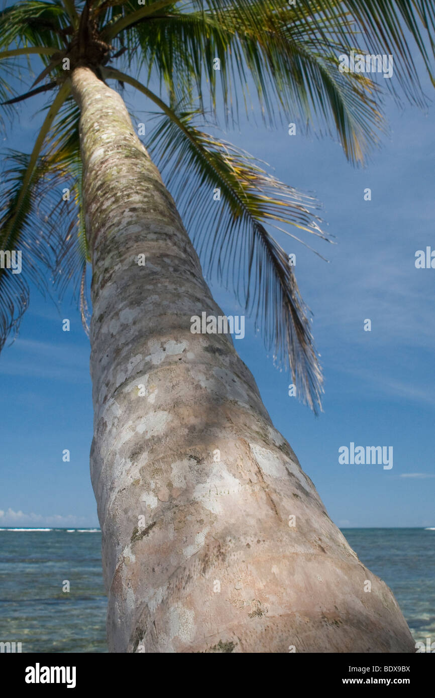 Cocotier sur une plage des Caraïbes. Photographié au Costa Rica. Banque D'Images