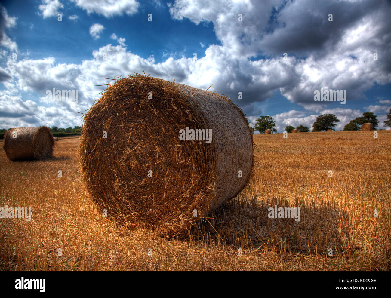 Rouleaux de foin en train de sécher dans un champ de blé en Hertfordshire Banque D'Images