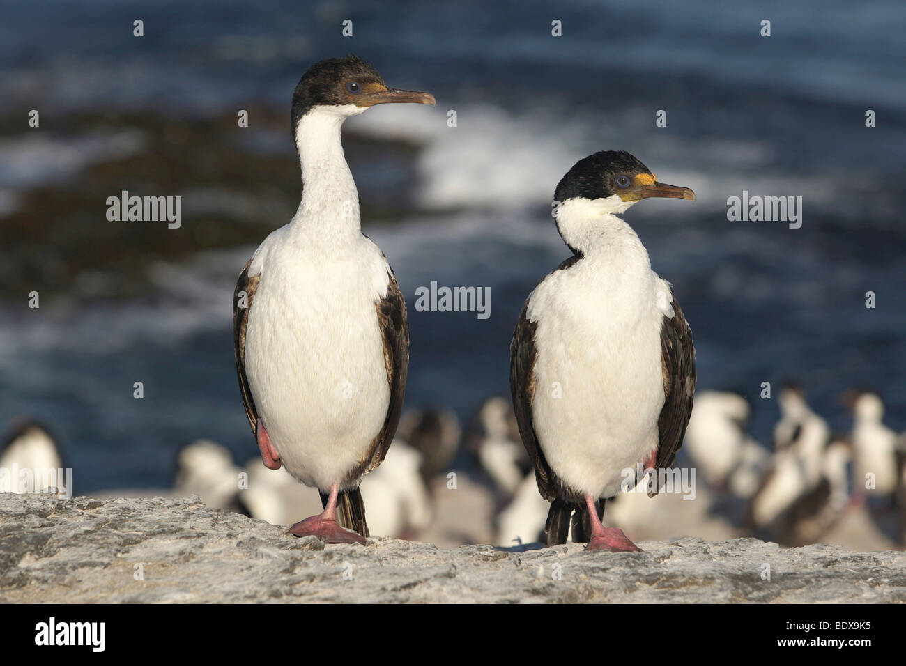 Cormorans (Phalacrocorax atriceps impériale), des îles Malouines, l'Amérique du Sud Banque D'Images