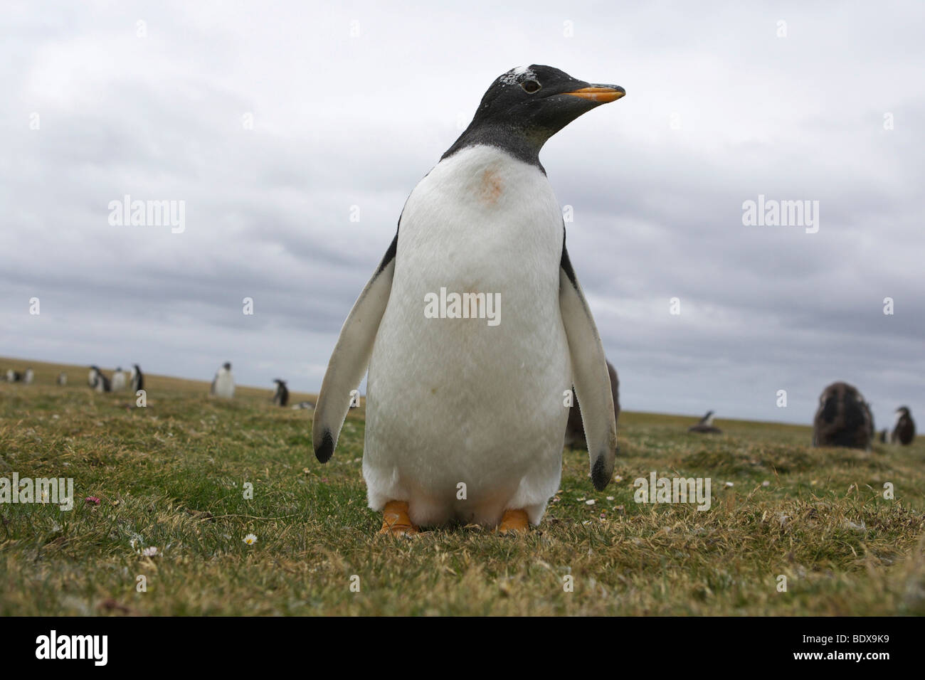 Gentoo pingouin (Pygoscelis papua), plus sombre, l'île des Îles Malouines, l'Amérique du Sud Banque D'Images