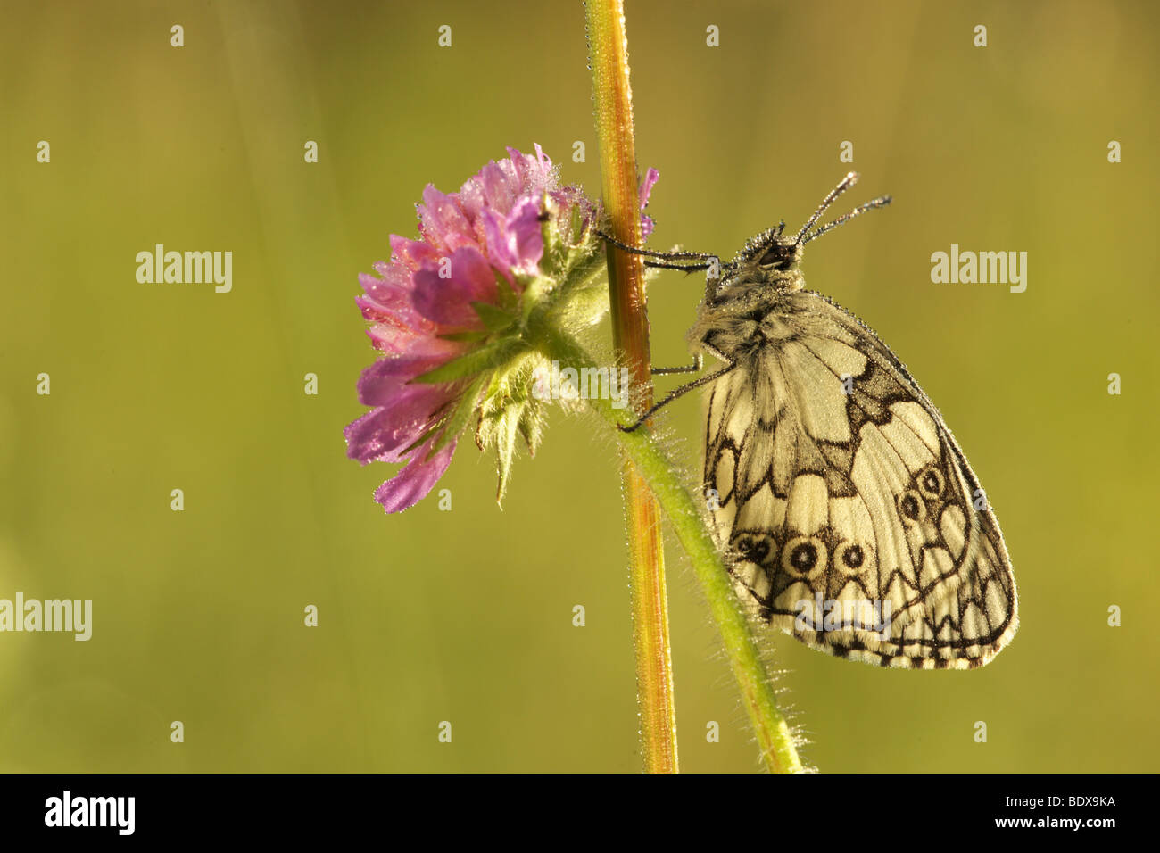 Blanc marbré (Melanargia galathea) le trèfle dans la lumière du matin Banque D'Images