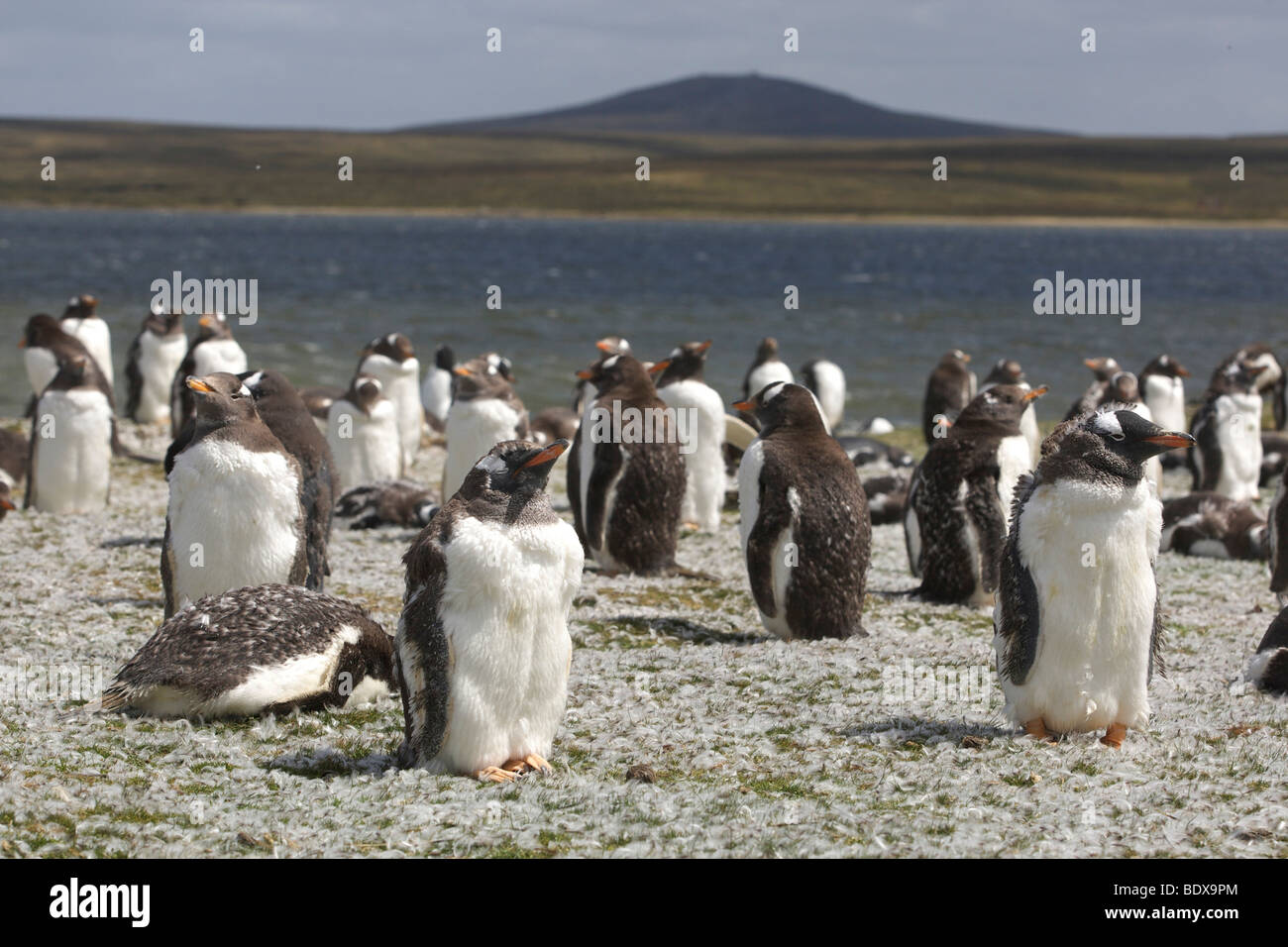 Manchots Papous (Pygoscelis papua), Point de bénévoles, des îles Malouines Banque D'Images