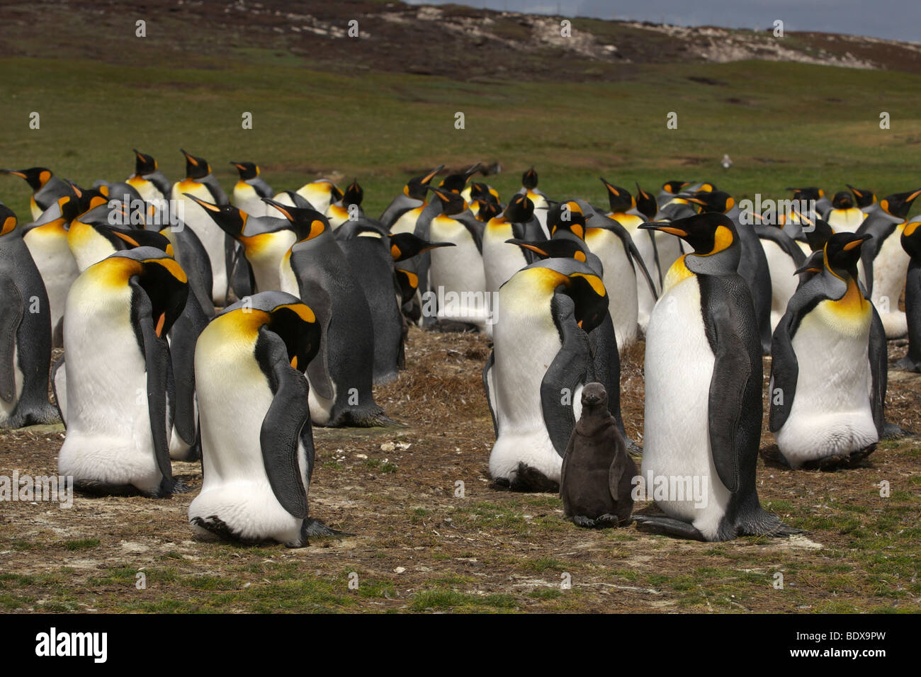 Le manchot royal (Aptenodytes patagonicus) au point de bénévoles, des îles Malouines Banque D'Images