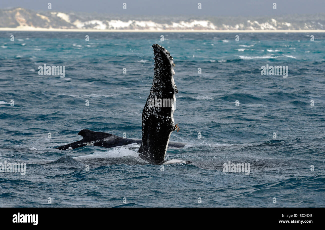 Pec spécifiques à l'espèce slap, slap avec la nageoire pectorale, d'une baleine à bosse (Megaptera novaeangliae) en face de l'île de Fraser, Banque D'Images