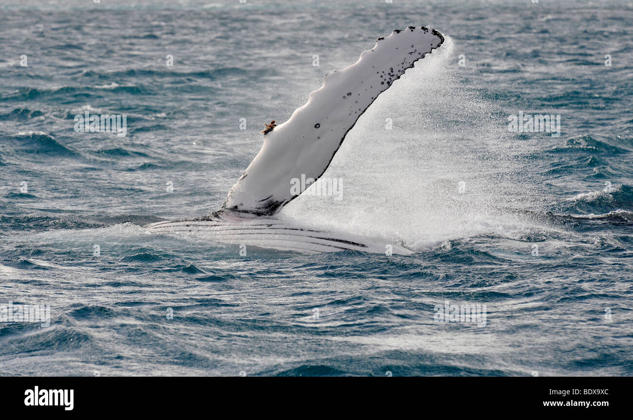 Pec spécifiques à l'espèce slap, slap avec la nageoire pectorale, d'une baleine à bosse (Megaptera novaeangliae) en face de l'île de Fraser, Banque D'Images