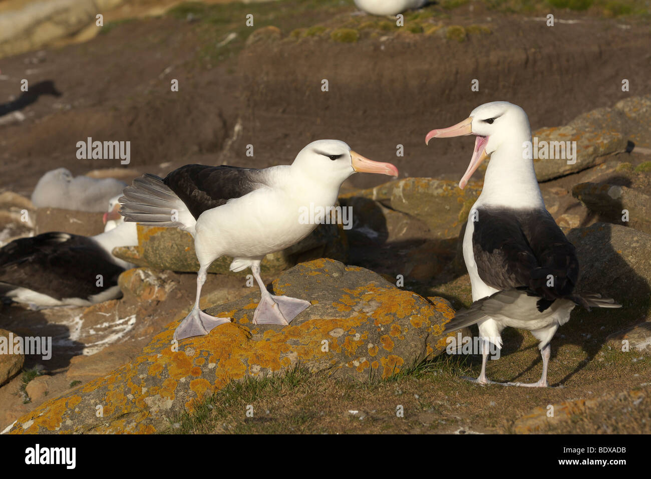 Albatros à sourcils noirs ou de l'Albatros (Diomedea melanophris Mollymawks), îles Malouines, l'Amérique du Sud Banque D'Images