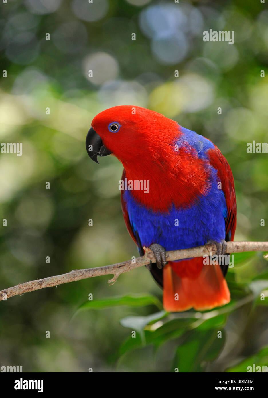 Perroquet Eclectus roratus Eclectus), femme, Australie Banque D'Images