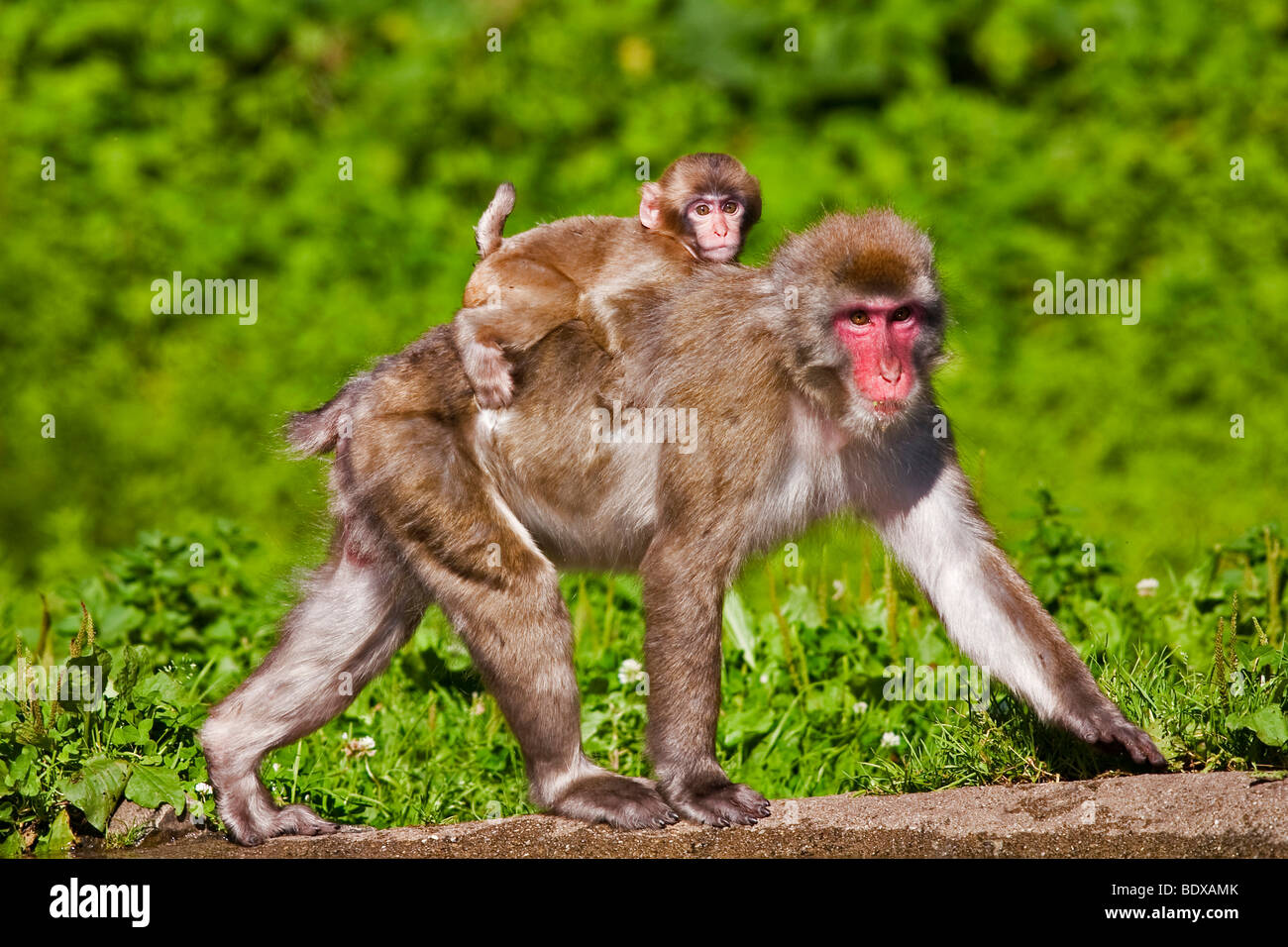 Un Bebe Macaque Japonais Macaca Fuscata Egalement Connu Sous Le Nom De Snow Monkey Est Assis Dans L Herbe Photo Stock Alamy
