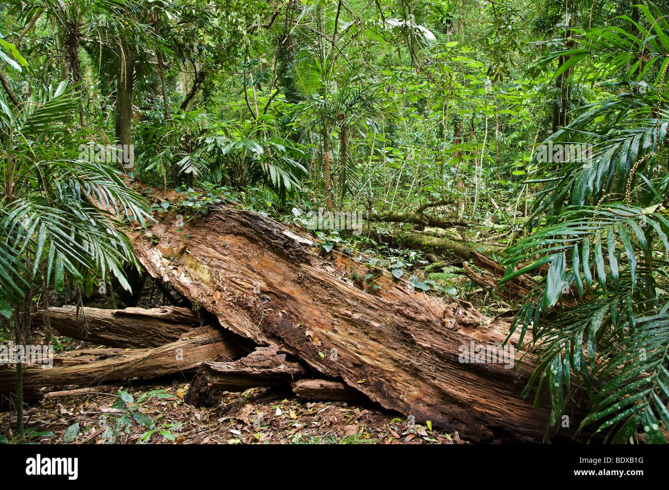 Grande image d'un journal tombé dans la forêt tropicale Banque D'Images