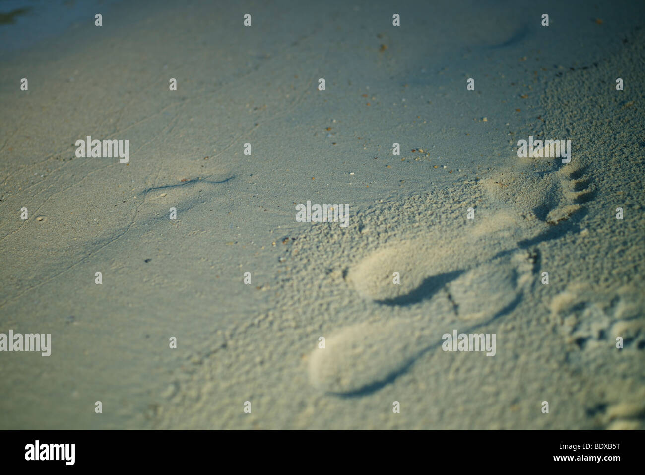 Empreintes de pieds sur la plage de sable Banque D'Images