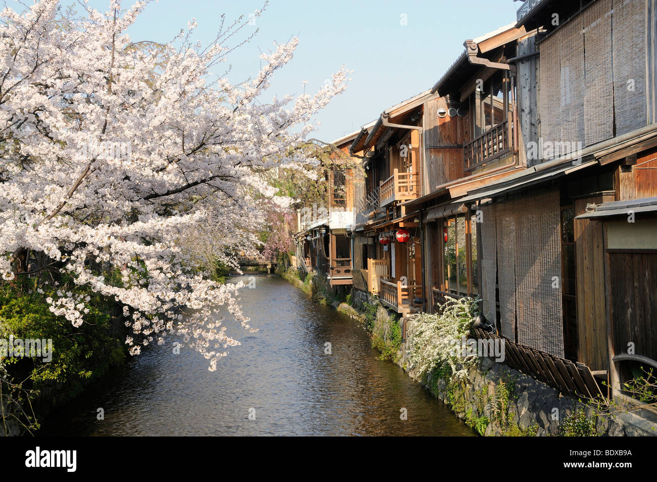 Les fleurs de cerisier dans un quartier traditionnel, quartier de Gion, Kyoto, Japon, Asie Banque D'Images