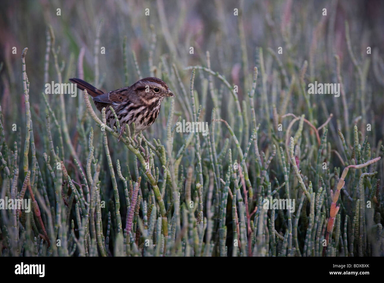 Bruant chanteur (Melospiza melodia), dans l'Baylands Palo Alto, Californie, USA Préserver Banque D'Images