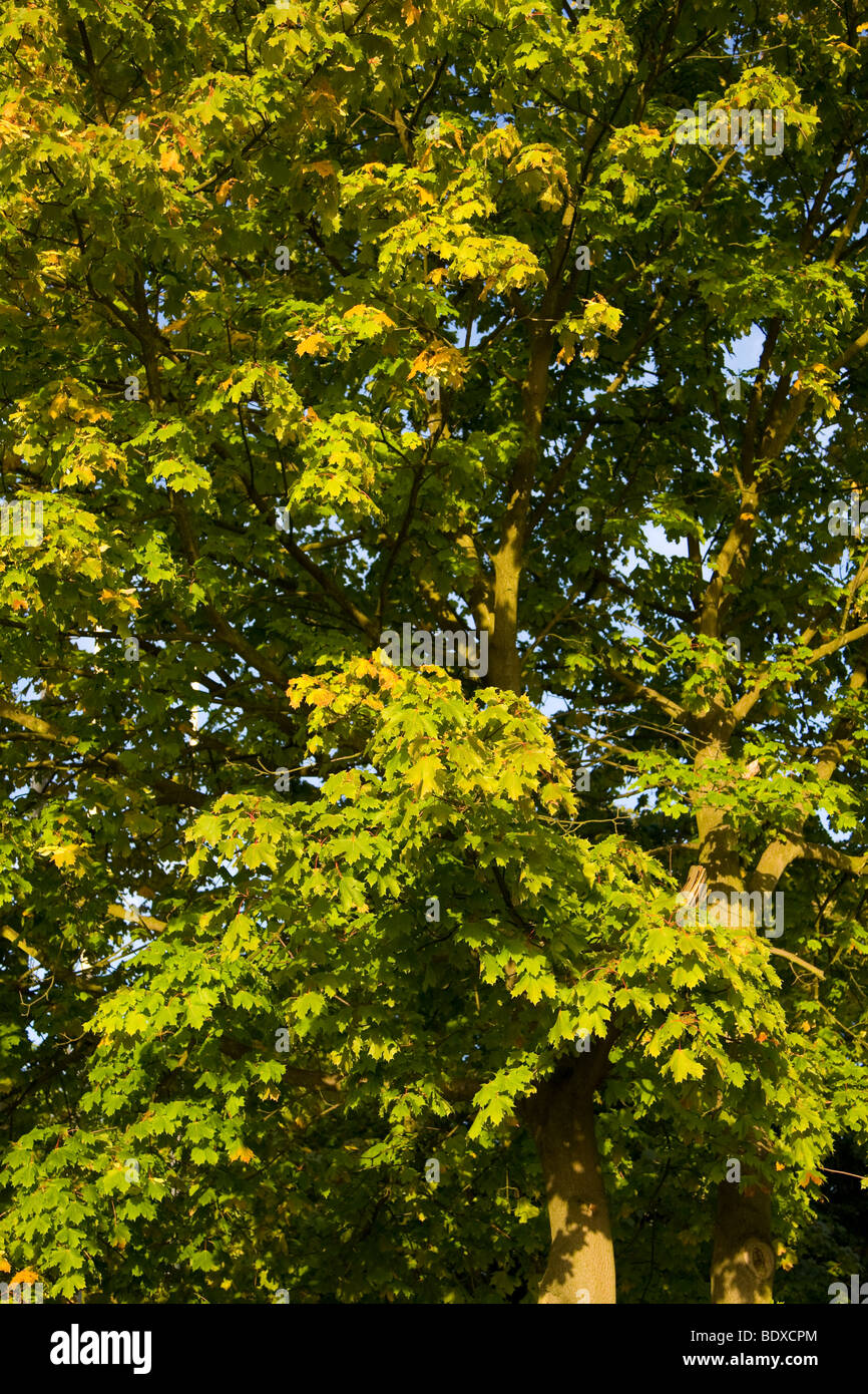Close up d'un érable Banque D'Images