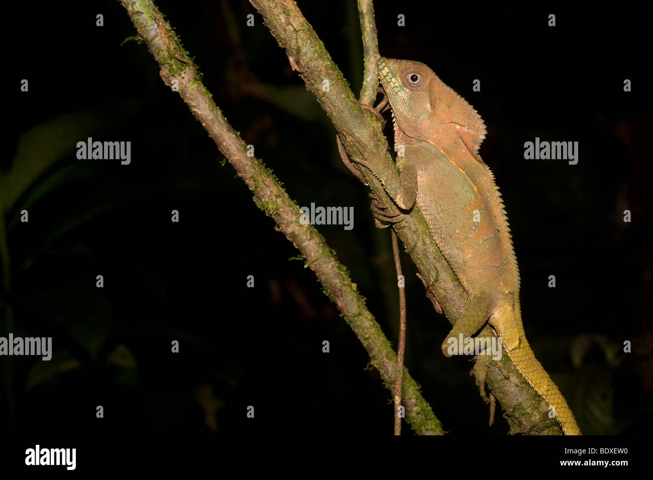 Un iguane casqué (alias, casque-tête lézard, Corytophanes cristatus), perché sur une branche. Photographié au Costa Rica. Banque D'Images