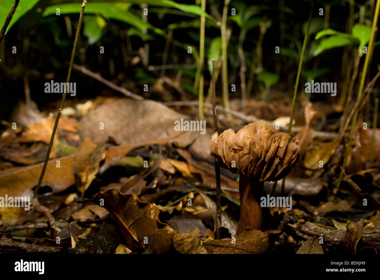 Dans la litière de champignons. Photographié au Costa Rica. Banque D'Images