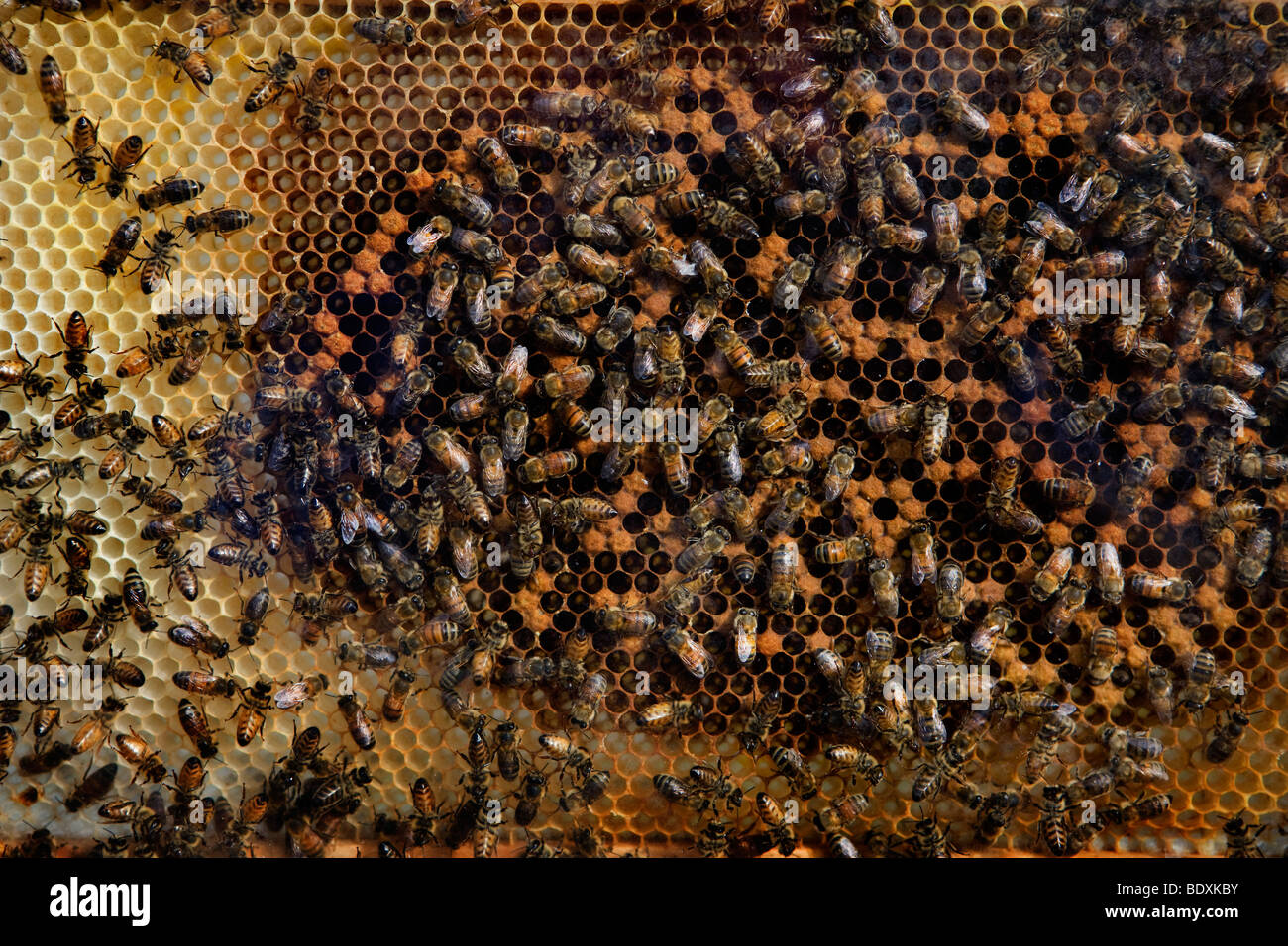 Ruche à abeilles sur le miel, champ de Potters Bar, sur la rive sud de la Tamise Banque D'Images