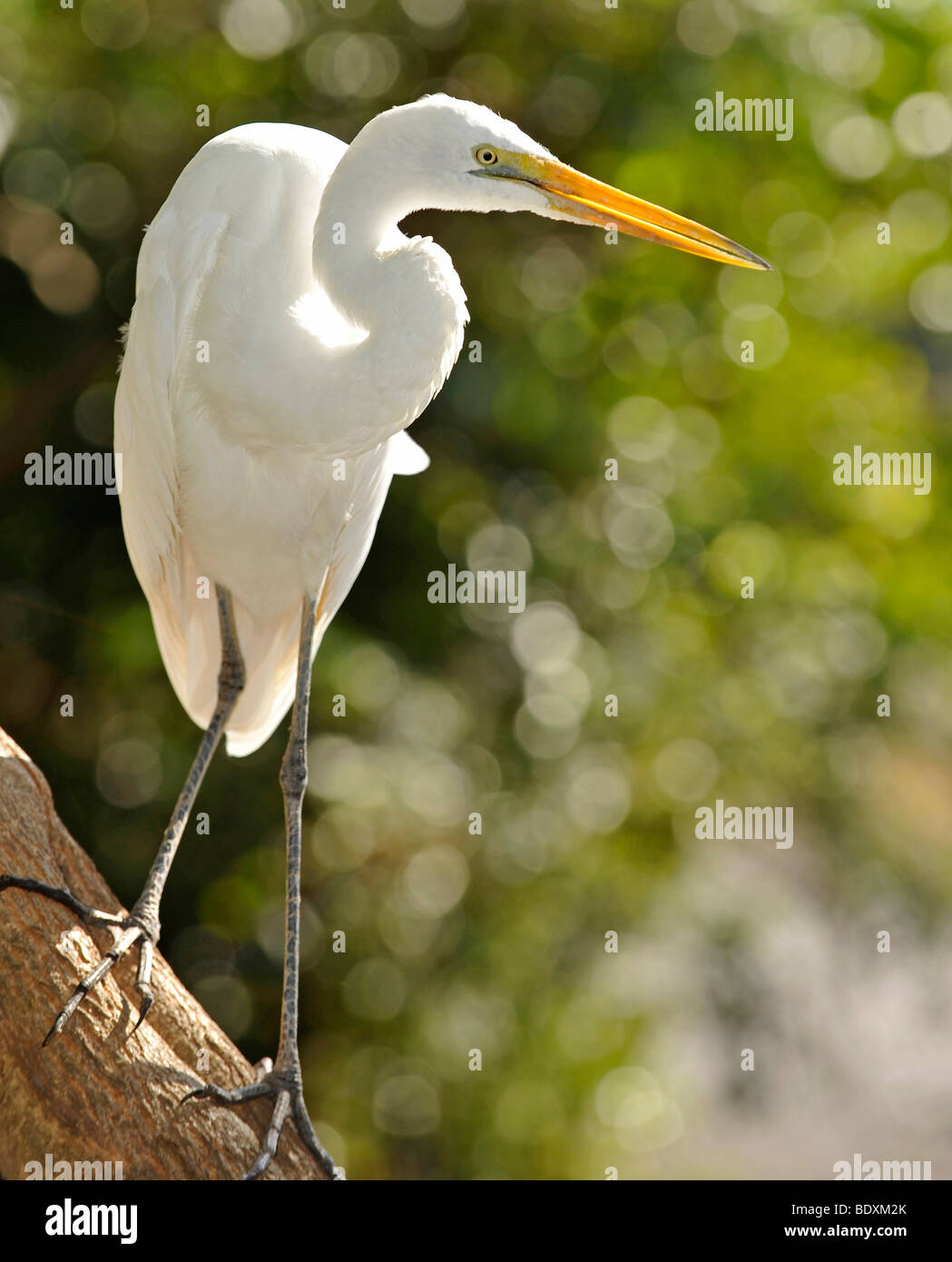 Aigrette intermédiaire, également à la médiane ou à bec jaune (Egret Ardea intermedia), l'Australie Banque D'Images