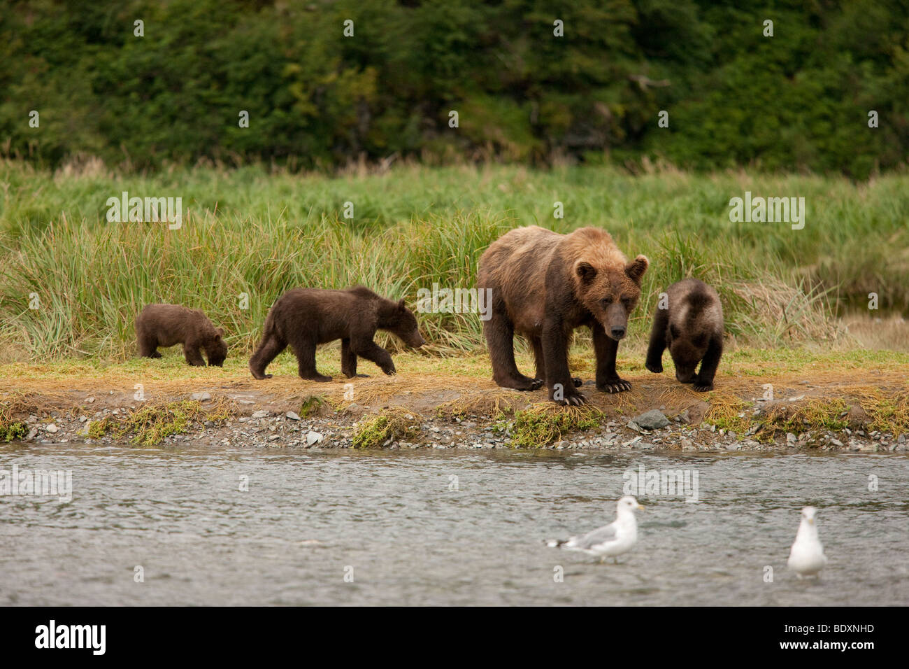 Balades dans la région de Grizzly semer de l'herbe verte avec trois oursons dans le parc national de Katmai Bay géographique Alaska Banque D'Images