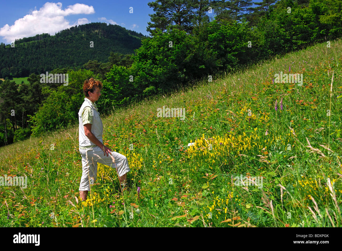 Woman looking at plants sur une tour ronde sur le sentier, Erlingsbach orchid natur Suisse Banque D'Images