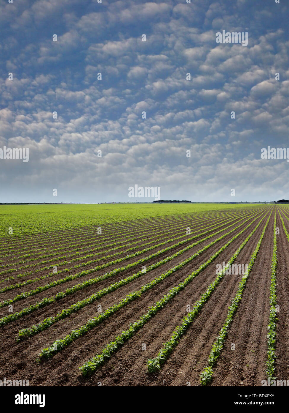 L'âge d'un mois les plants de haricots rouges. La rotation des cultures les agriculteurs de préserver les propriétés du sol et les haricots de rétablir les concentrations d'azote. Banque D'Images