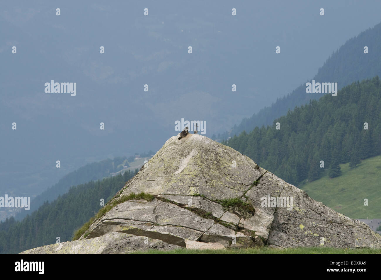 Près de Marmot Fiescheralp, Suisse Banque D'Images