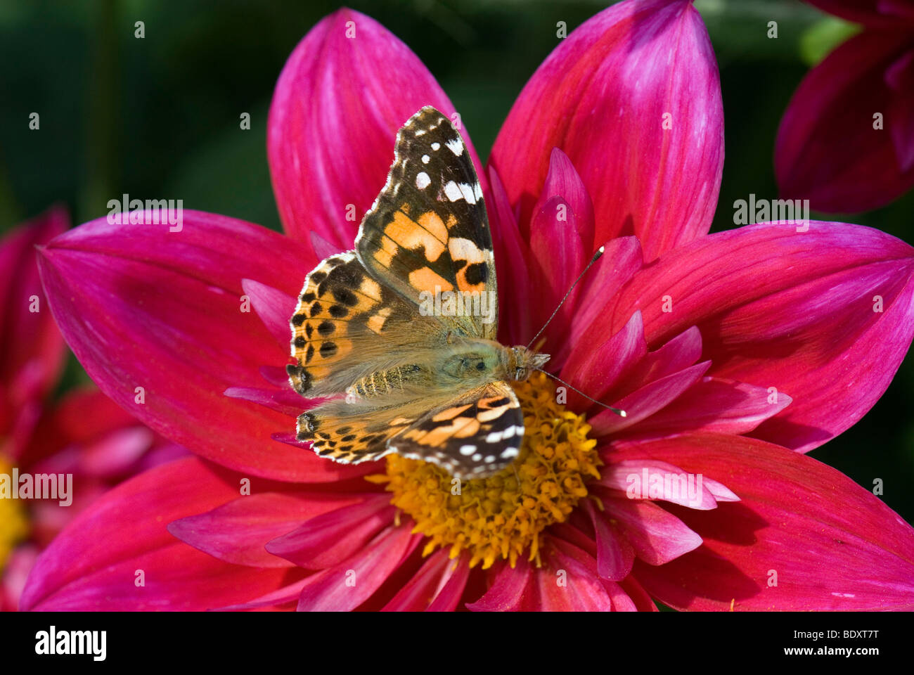 Papillon belle dame sur dahlia Banque D'Images