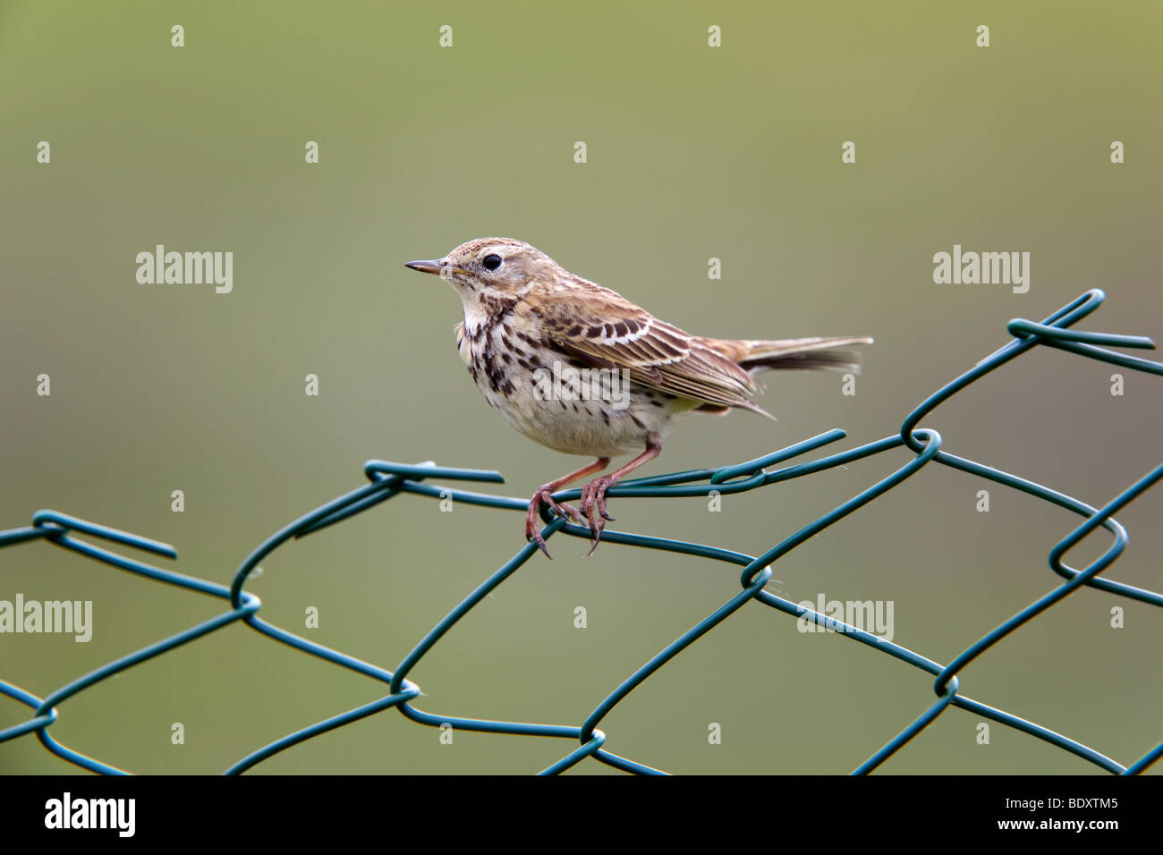 Meadow pipit spioncelle Anthus pratensis ; jardin ; clôture ; Cornwall Banque D'Images