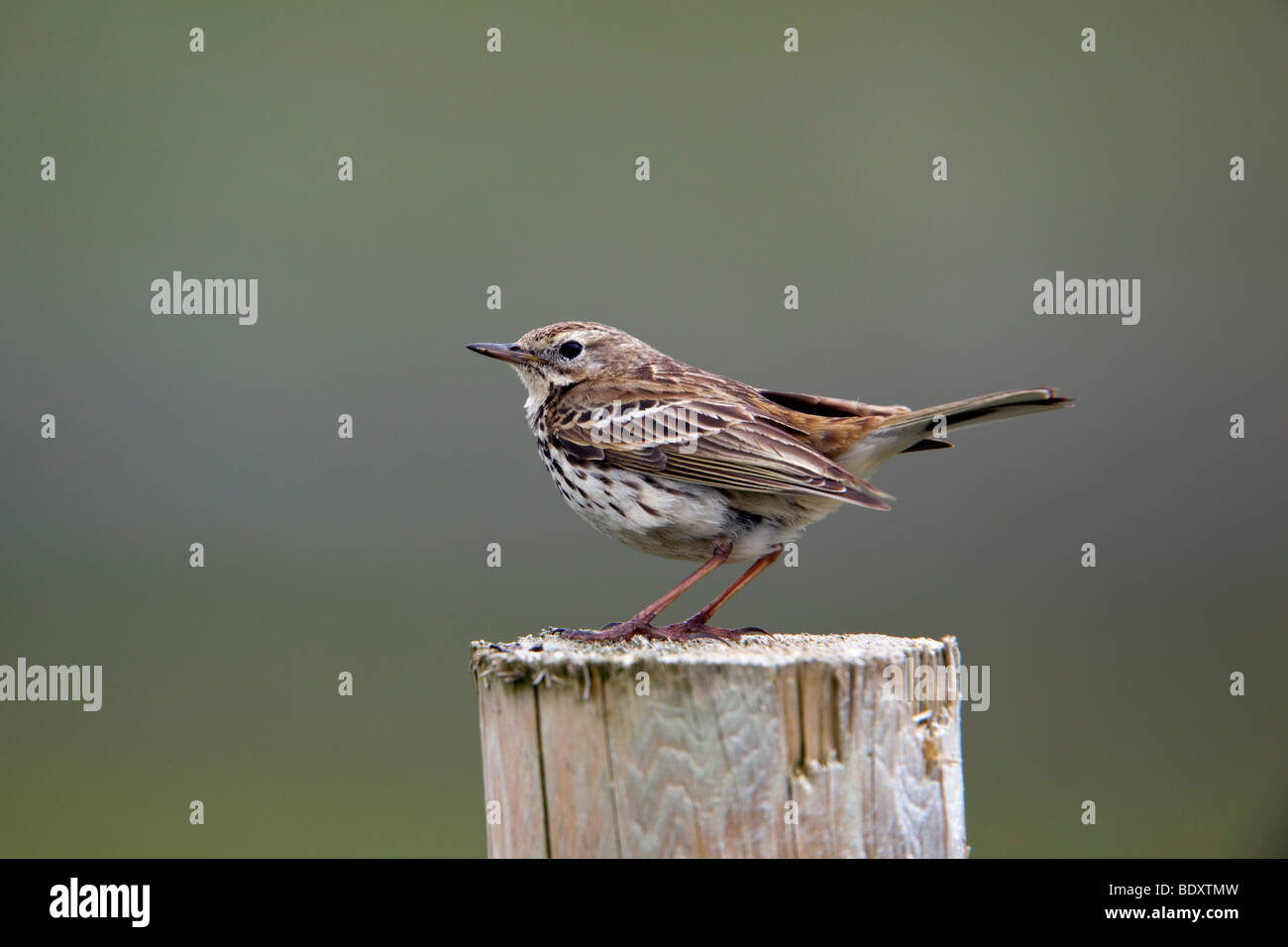 Pipit Anthus pratensis meadow ; ; sur l'après, Cornwall Banque D'Images