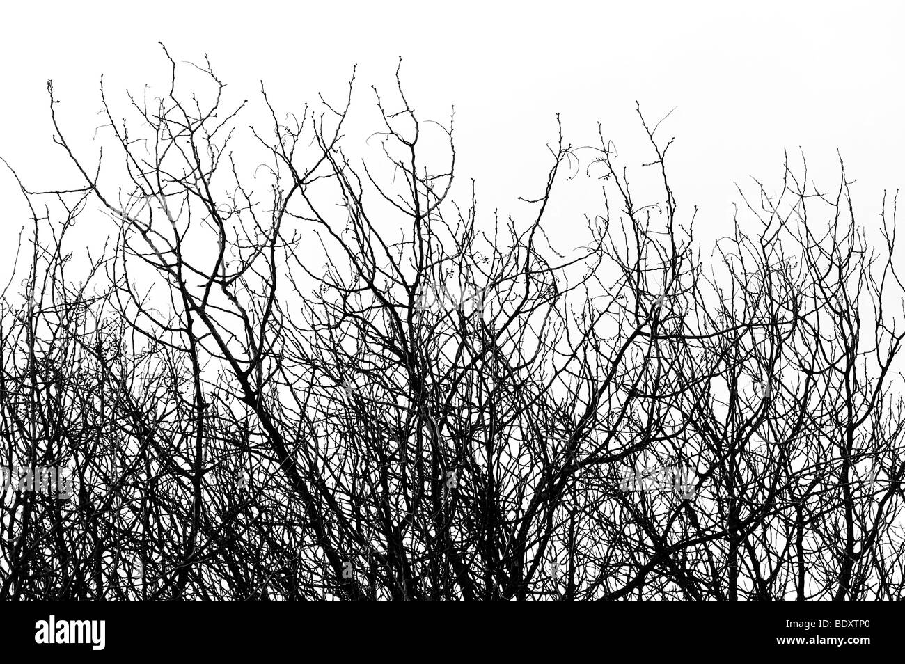 Les branches d'arbres isolés dans le milieu naturel. Noir et blanc. Banque D'Images