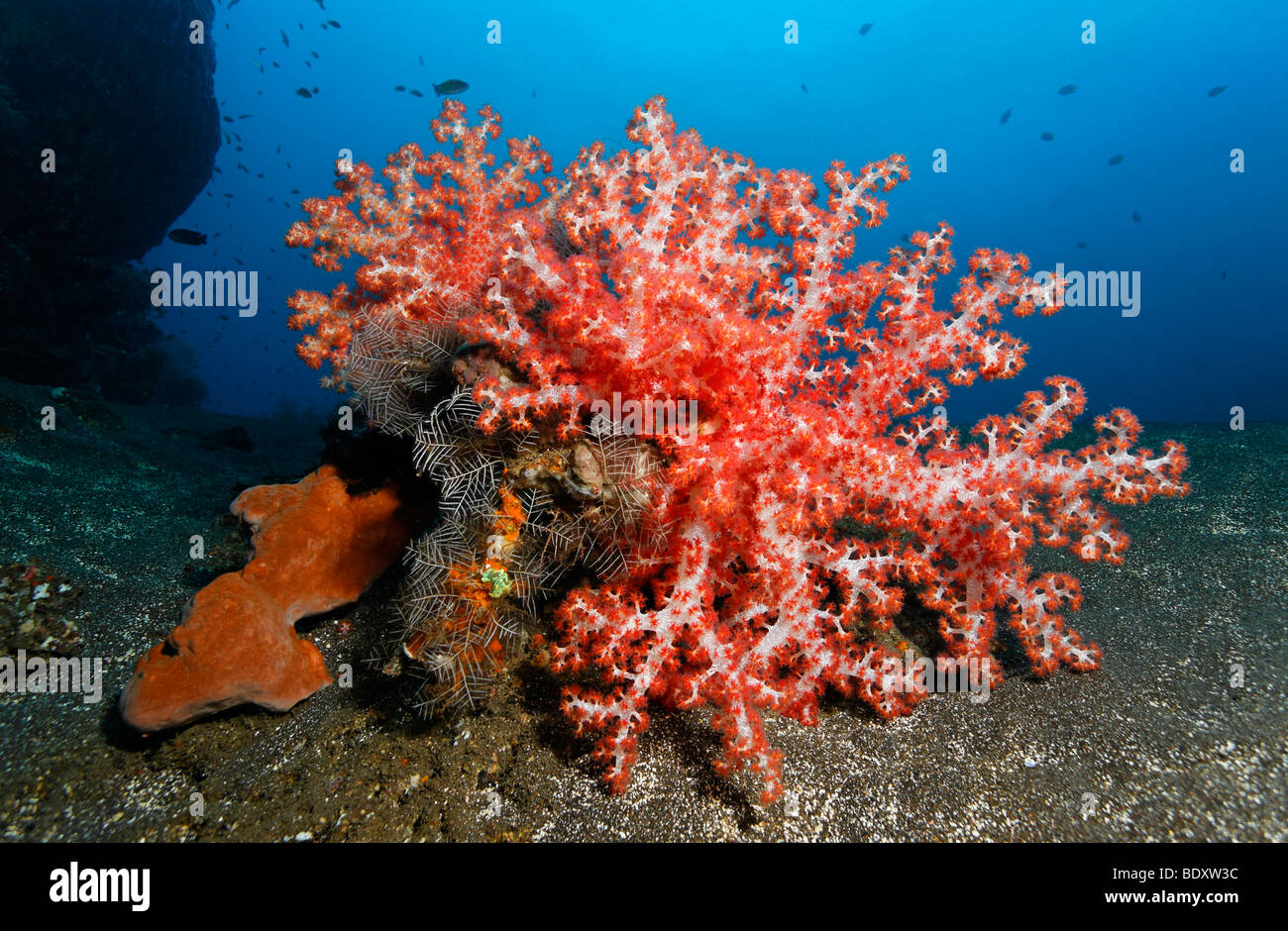 Corail mou Klunzingers (Dendronephthya klunzingeri) éponge, et Feather-Hydroid (Aglaophenia cupressina) de régler sur sandy grou Banque D'Images