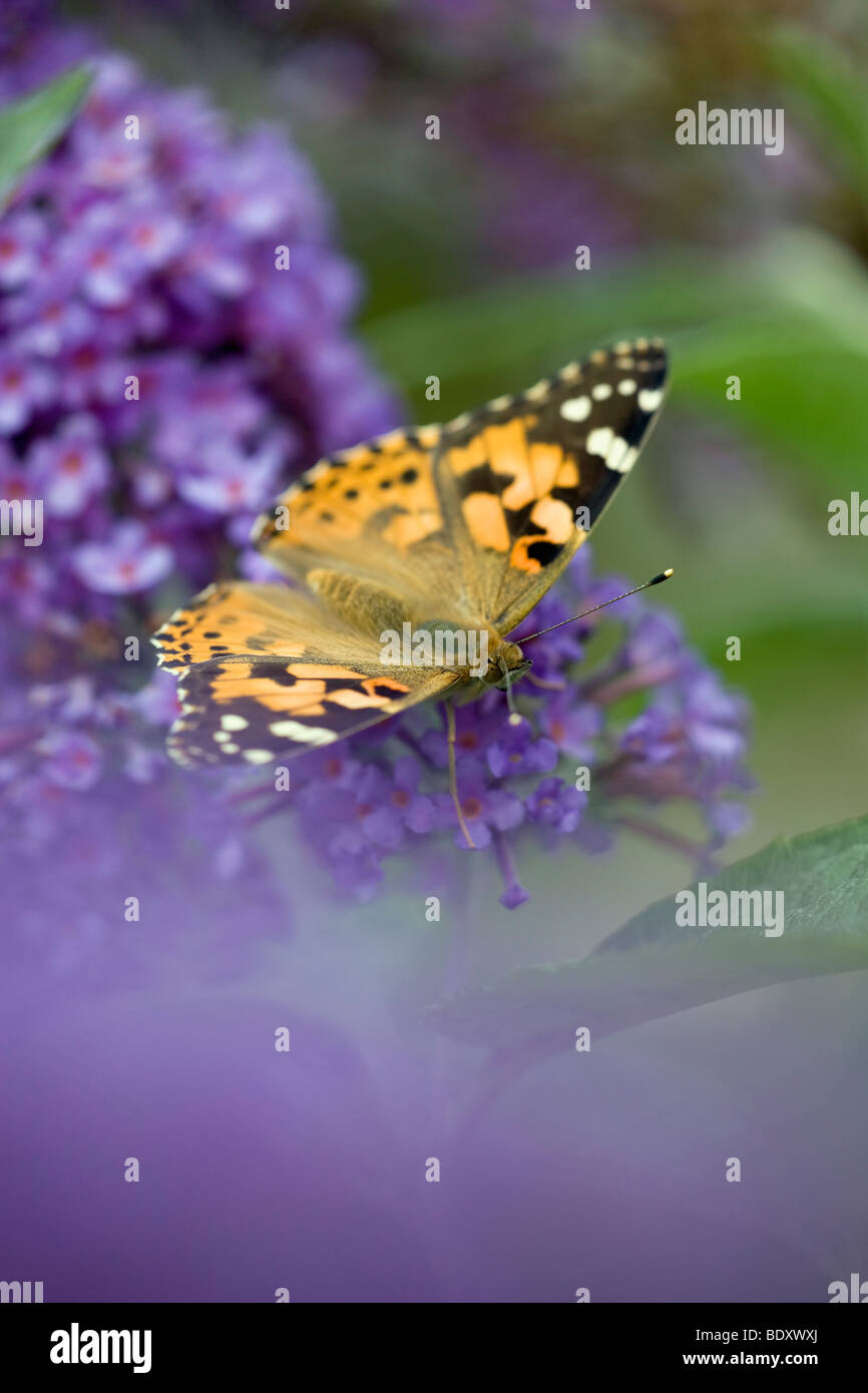 La belle dame ; Vanessa cardui ; sur buddleia ; Cornwall Banque D'Images