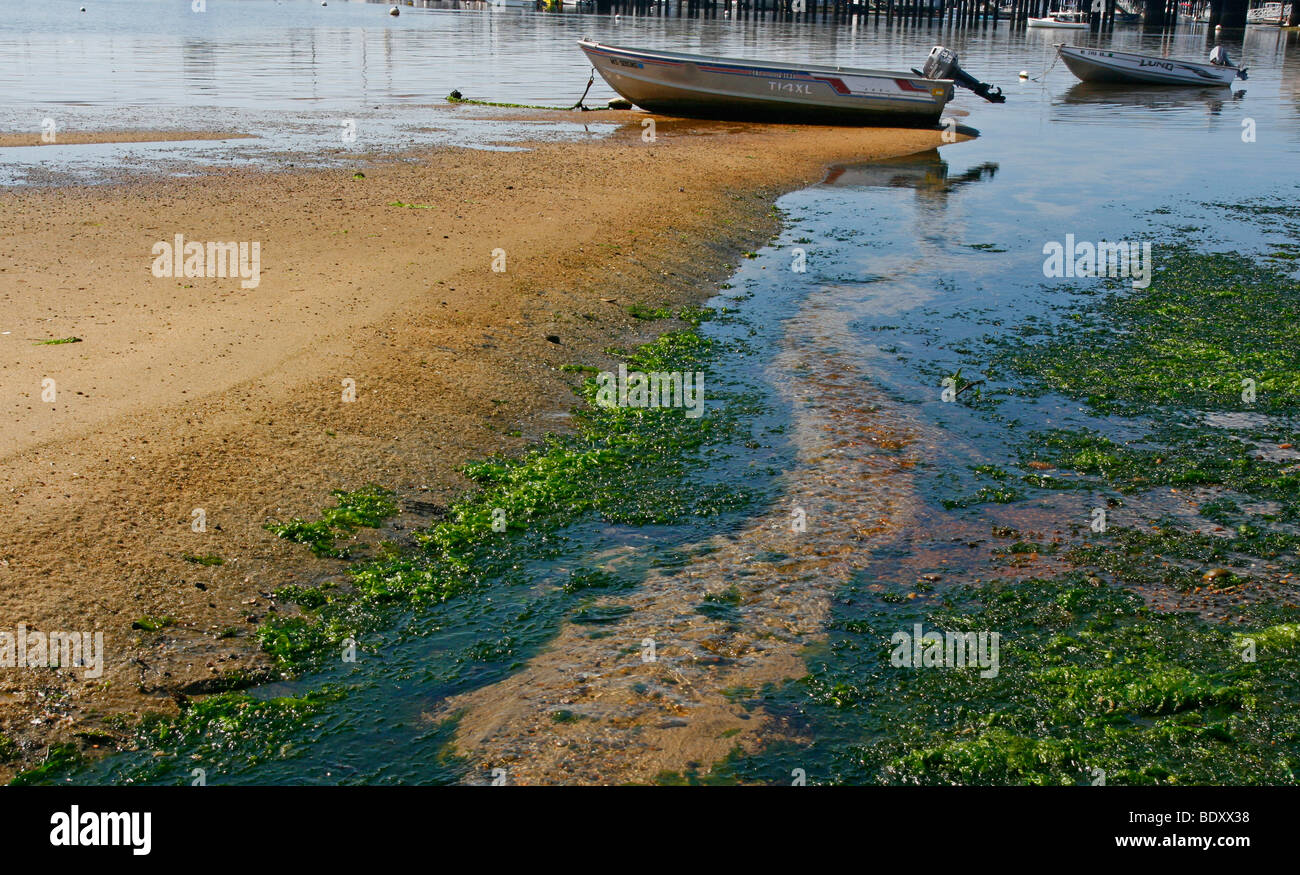 Bateaux sur la baie de Cape Cod à marée basse. Banque D'Images