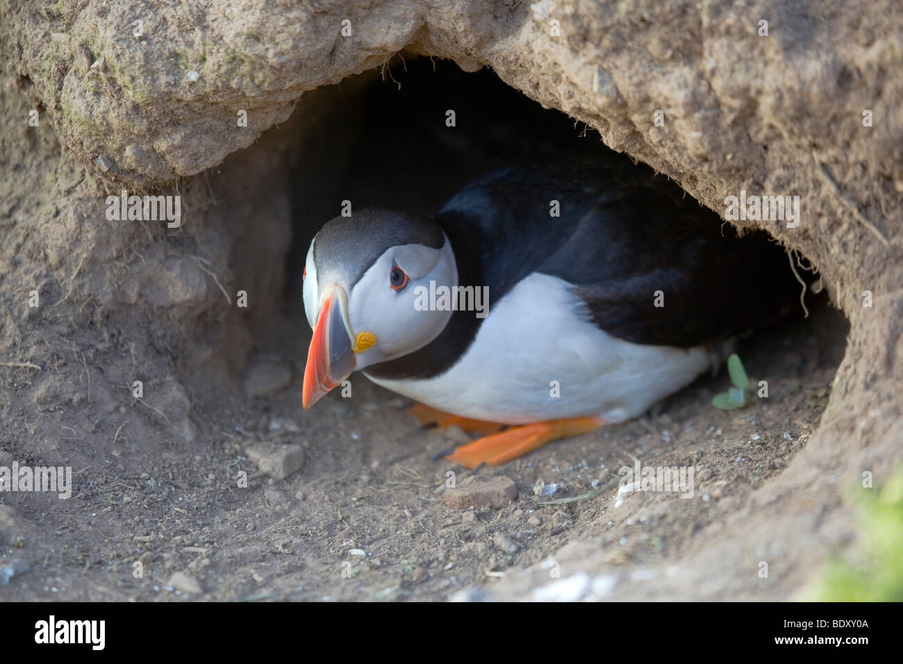 Macareux moine, Fratercula arctica ; skomer ; Pays de Galles ; burrow, entrée privée Banque D'Images