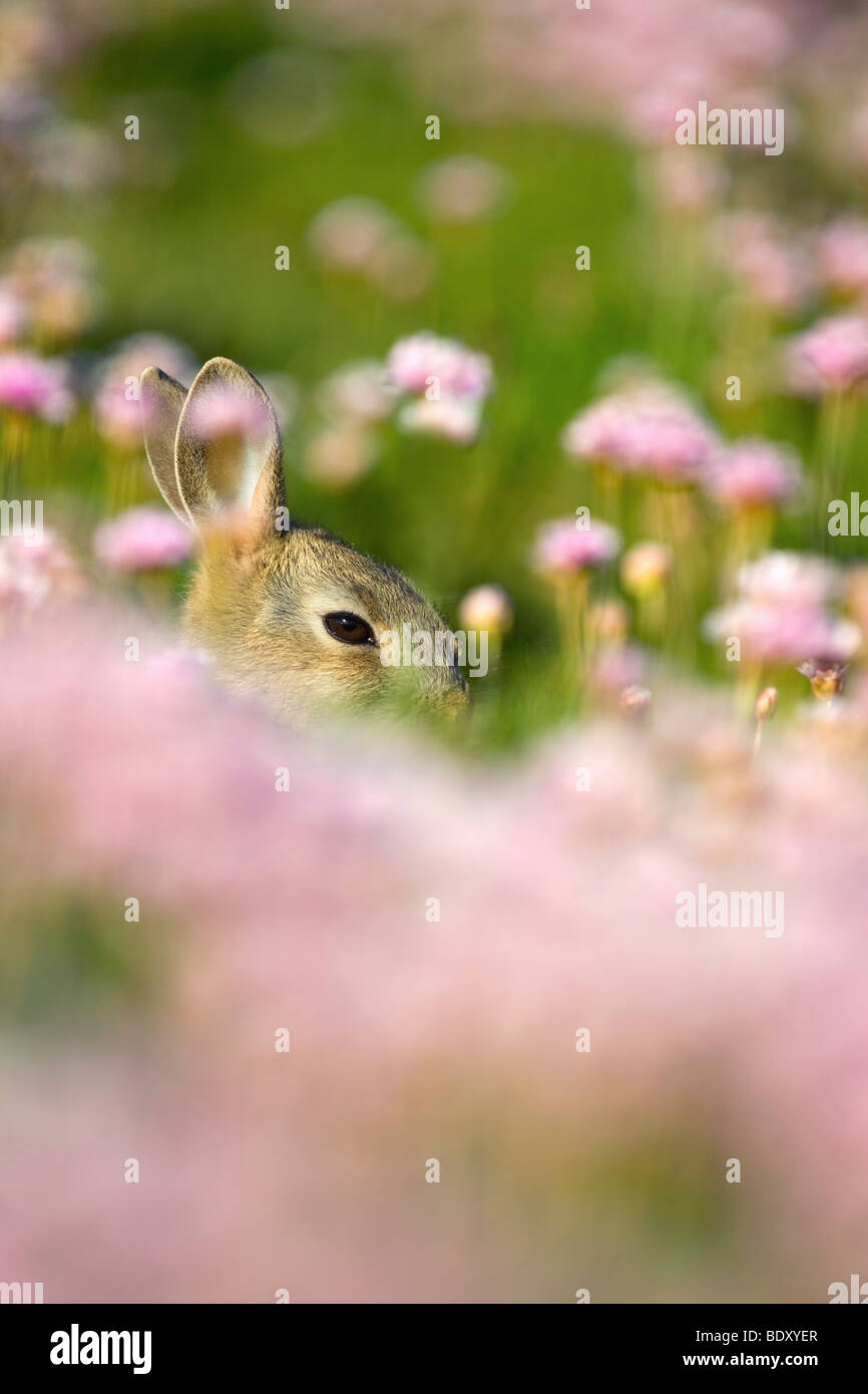 ; Lapin Oryctolagus cunniculus ; entre l'épargne ; Cornwall Banque D'Images