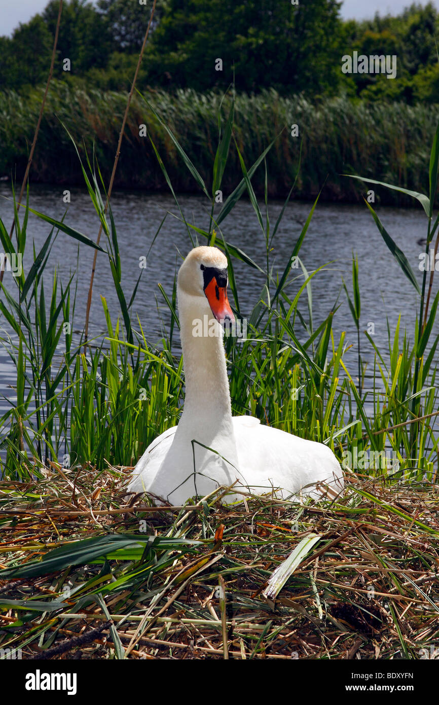 Reproduction et nidification mute swan (Cygnus olor) Banque D'Images