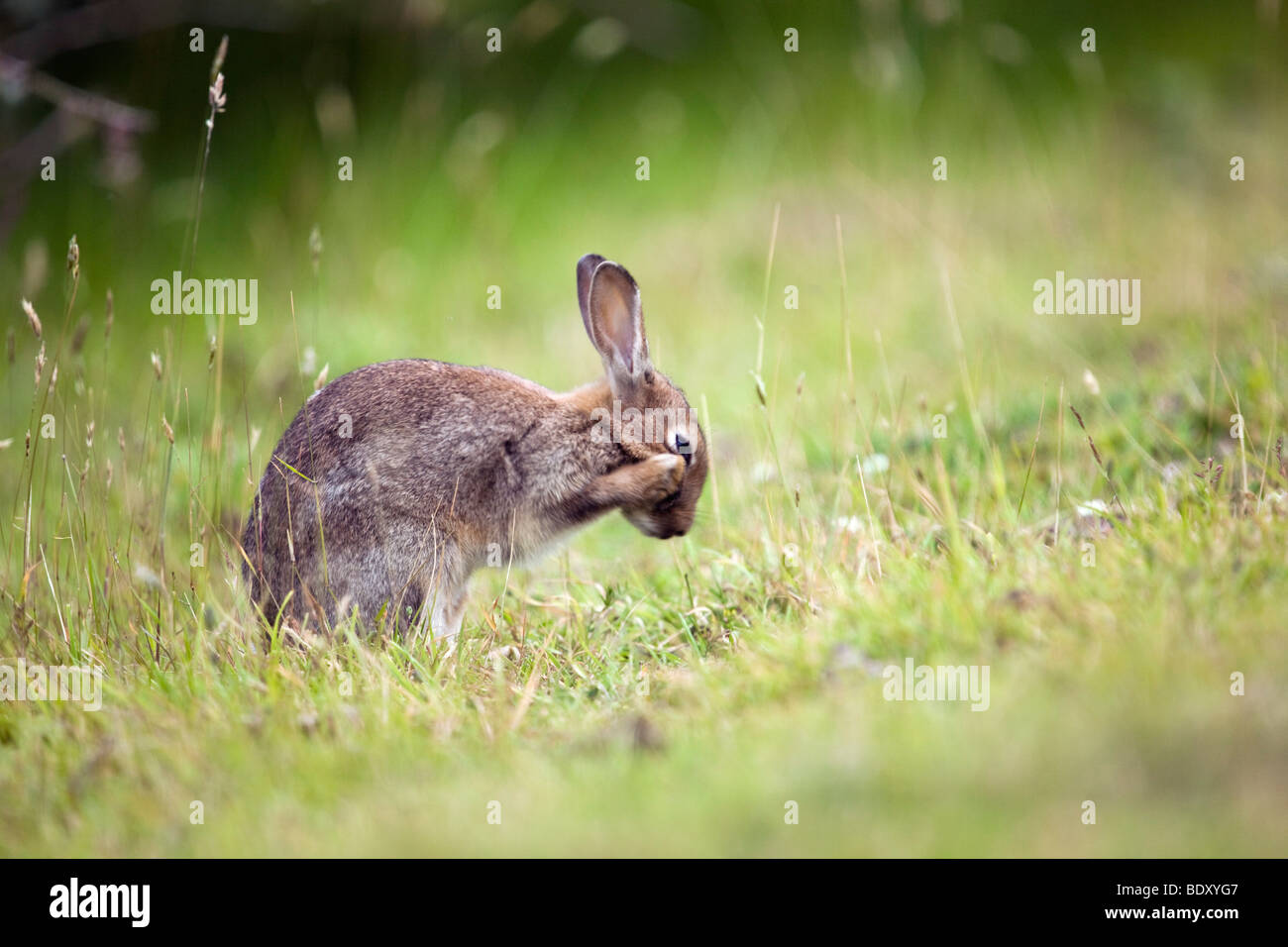 ; Lapin Oryctolagus cunniculus ; lavage ; Cornwall Banque D'Images