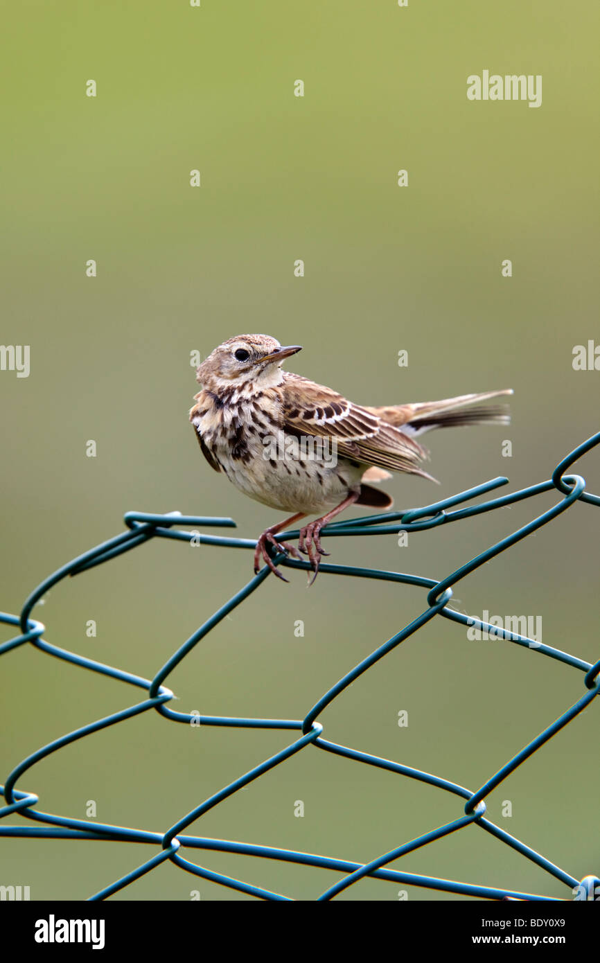 Meadow pipit spioncelle Anthus pratensis ; jardin ; clôture ; Cornwall Banque D'Images