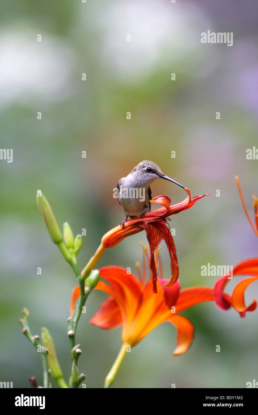 Colibri à gorge rubis femelle perchée sur fleur Banque D'Images