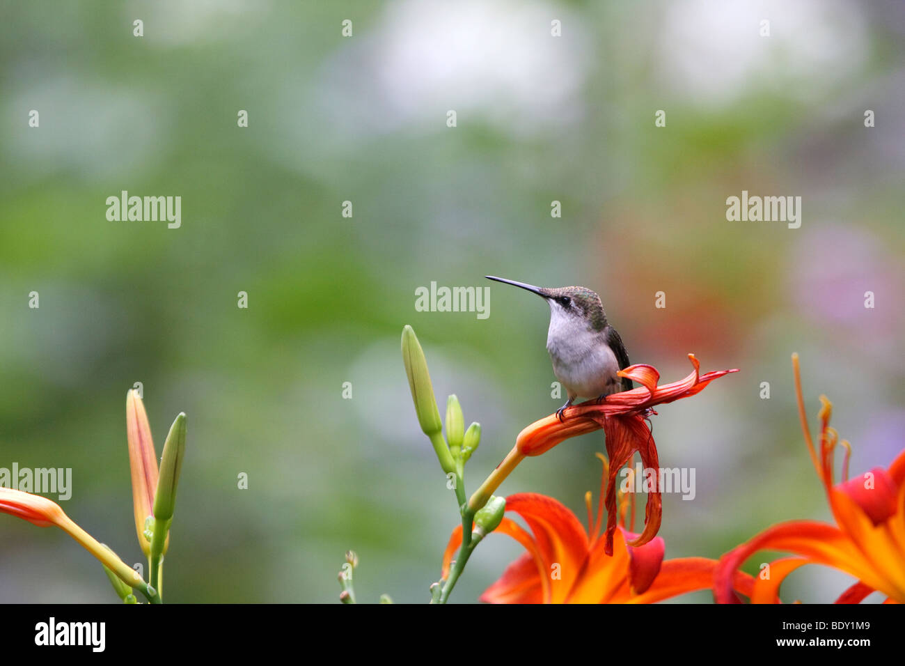 Colibri à gorge rubis femelle perchée sur une fleur Banque D'Images