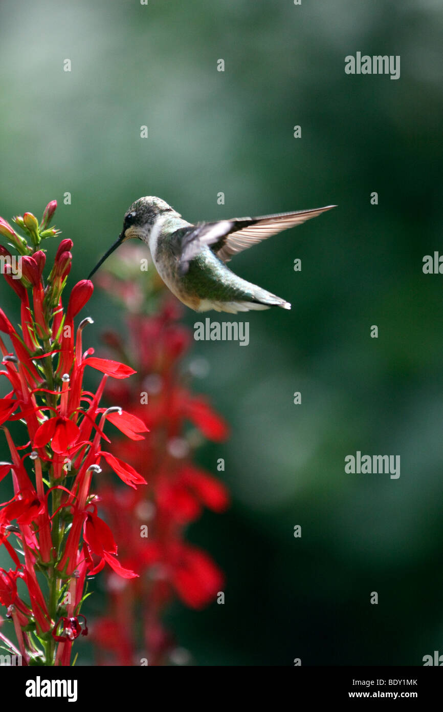 Colibri à gorge rubis oscillant autour de fleurs rouge cardinal Banque D'Images