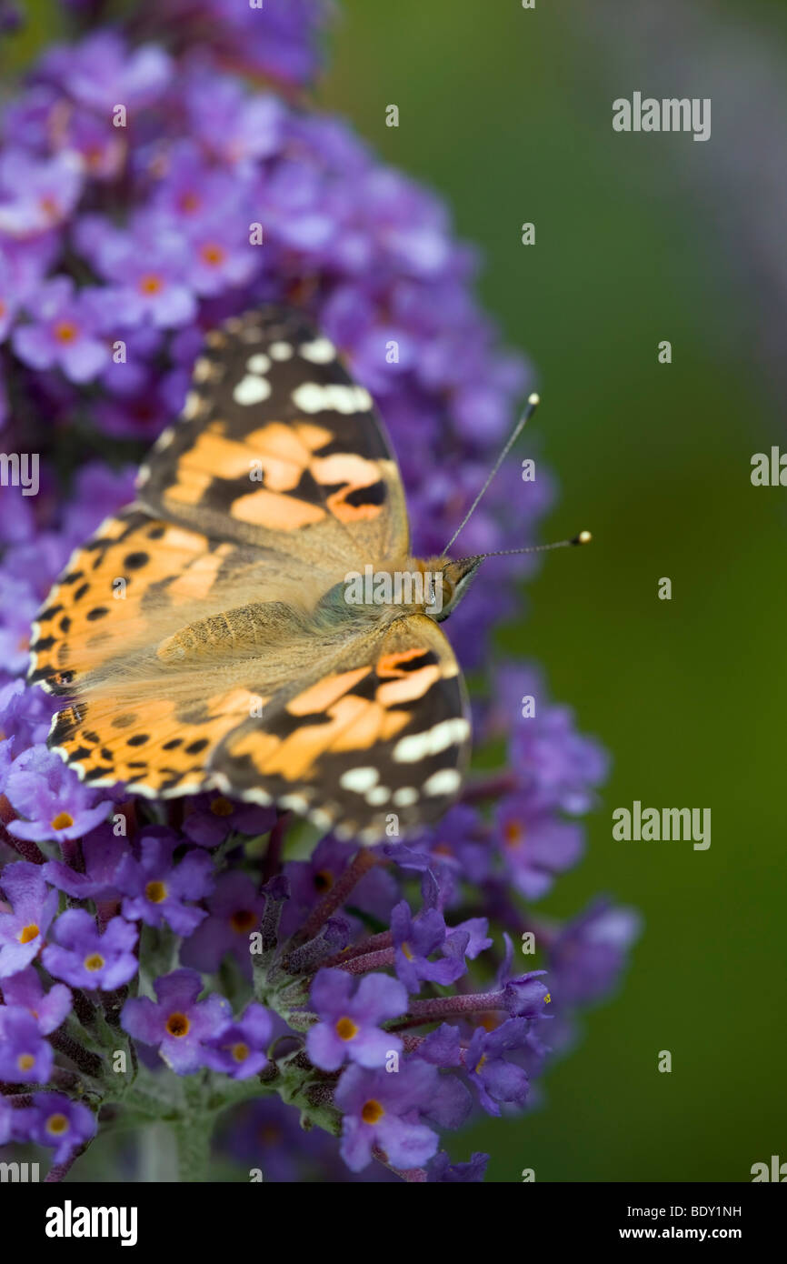 La belle dame ; Vanessa cardui ; sur buddleia ; Cornwall Banque D'Images