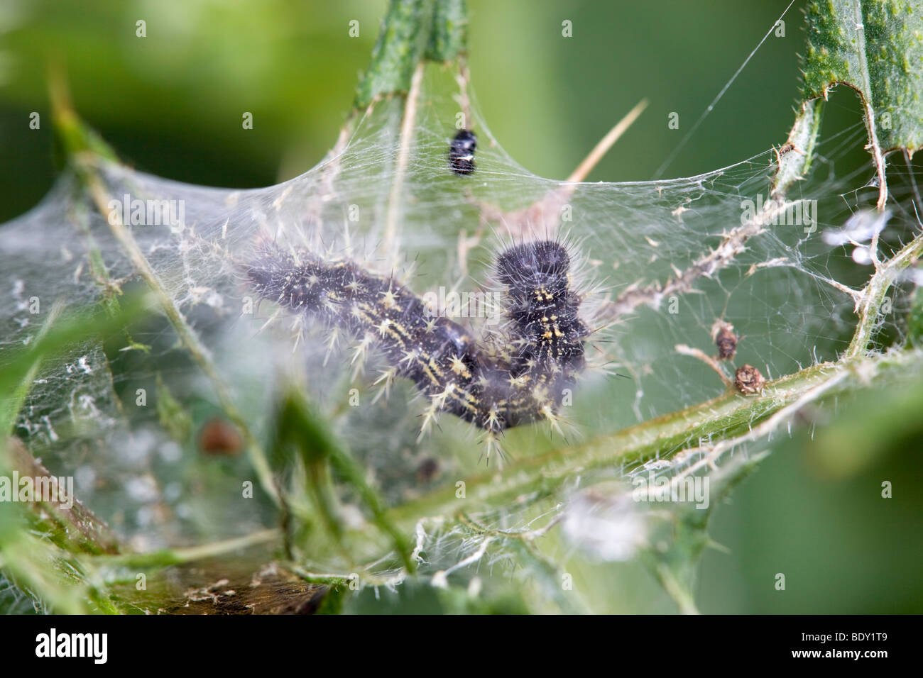 Caterpillar dame peinte ; Vanessa cardui, Cornwall Banque D'Images