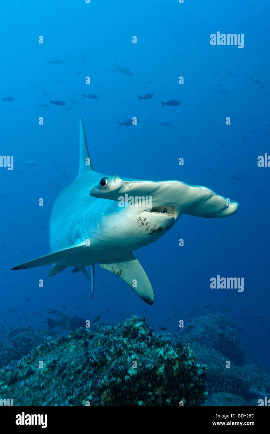 Requin-marteau halicorne (Sphyrna lewini) natation en eau libre, l'île de Darwin, l'archipel des Galapagos, UNESCO World Heritage Banque D'Images