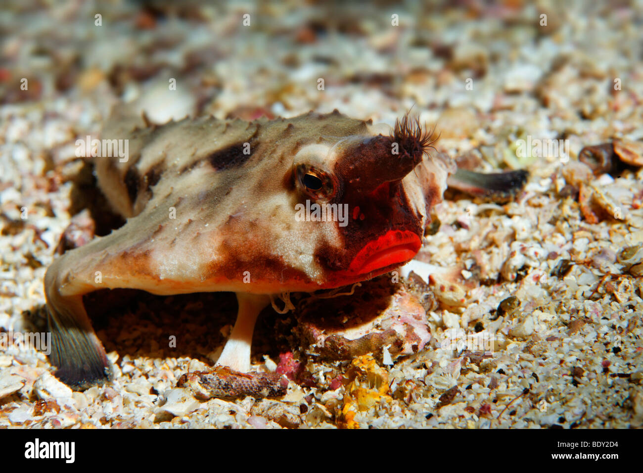 Red-Lipped platax (Ogcocephalus darwini) portrait, frontale, head-on, Cousin Rock, UNESCO World Heritage Site, Bartos Galapagos Banque D'Images
