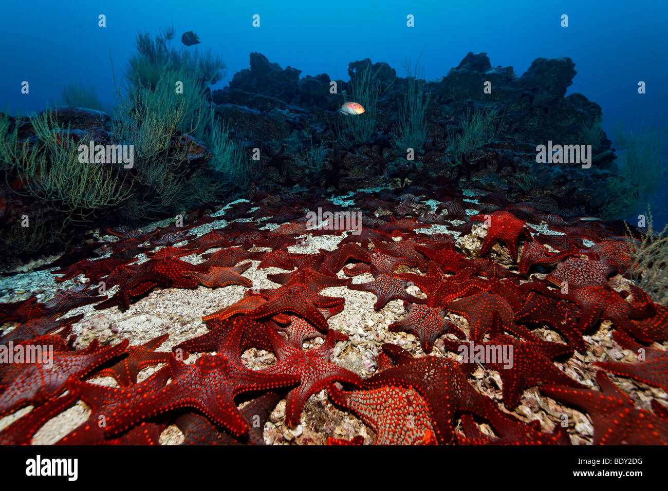 Rassemblement d'Étoiles Knobby Starfish (Pentaceraster cumingi) dans le sable en face d'un récif, cousin de l'UNESCO Patrimoine Mondial, Rock Banque D'Images