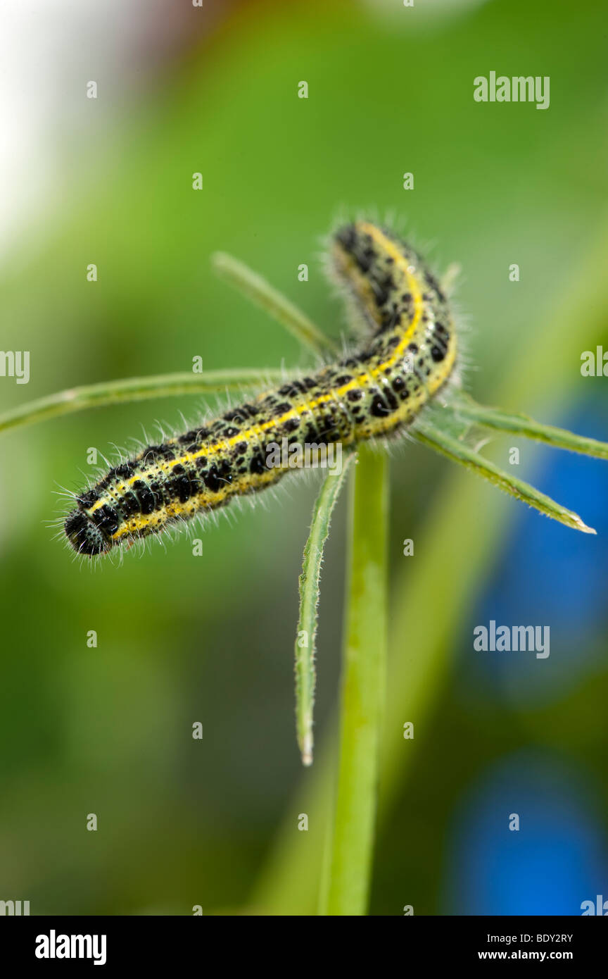 Les larves de Caterpillar le grand papillon blanc qui se nourrissent de plantes de jardin Banque D'Images